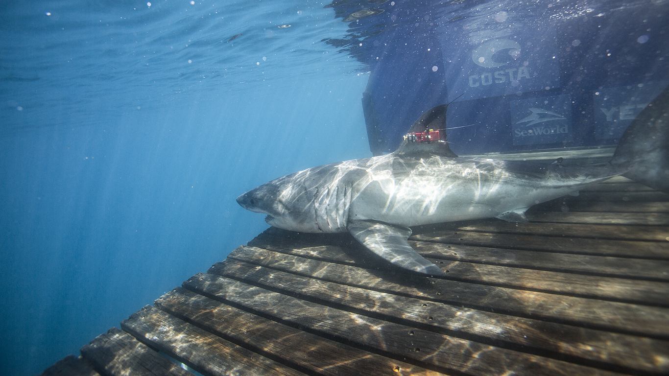 Umi – ženka bijele morske psine koja će odgovoriti na pitanje: Kako to ove životinje čuvanju oceane?