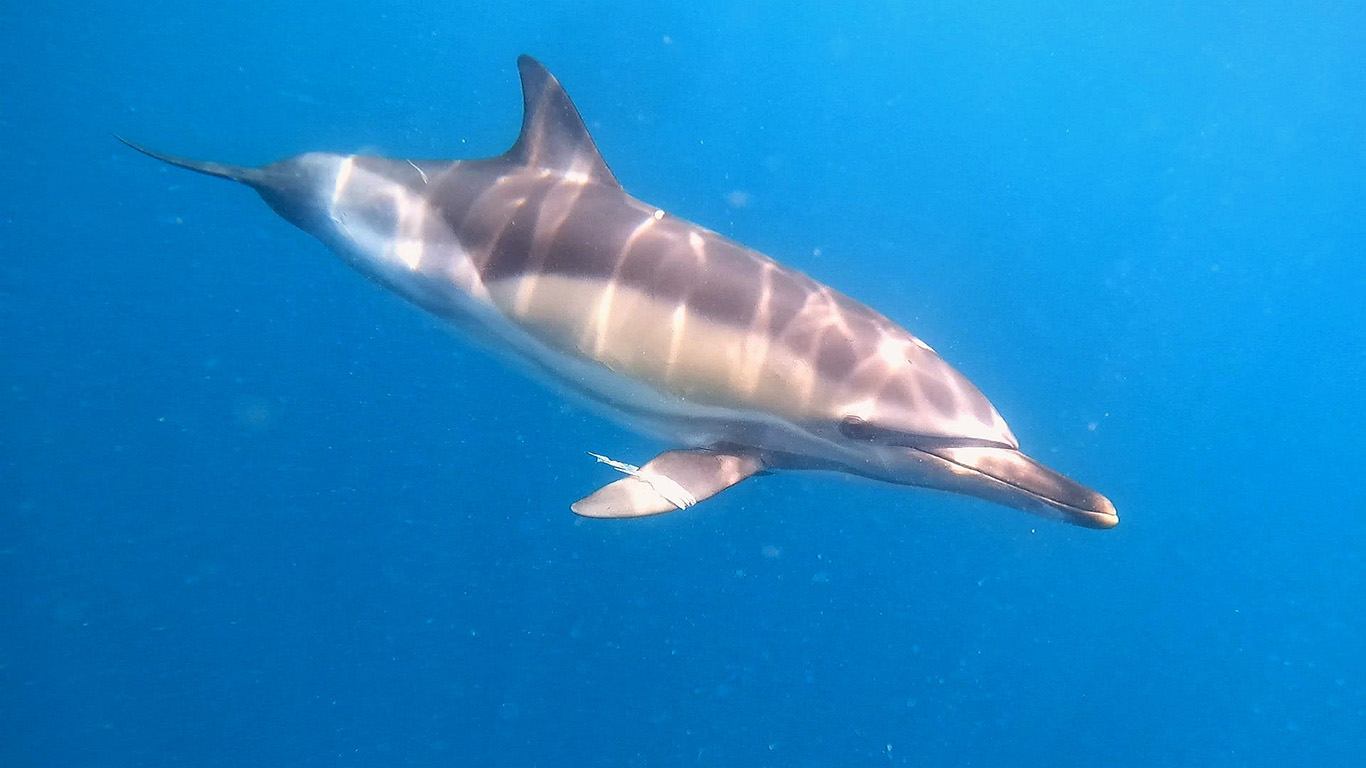Prilika života:  S „riječkim“ delfinom krajem tjedna igrali su se ronioci tvrtke za podvodne radove Hidra Diving