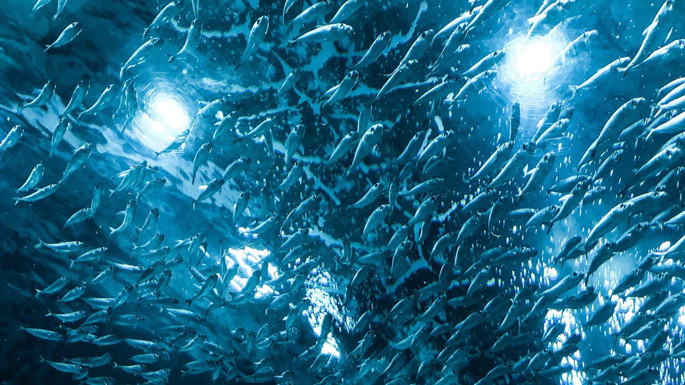 1 novi pravilnik o zaštiti riba i morskih organizama za 5 dosadašnjih 