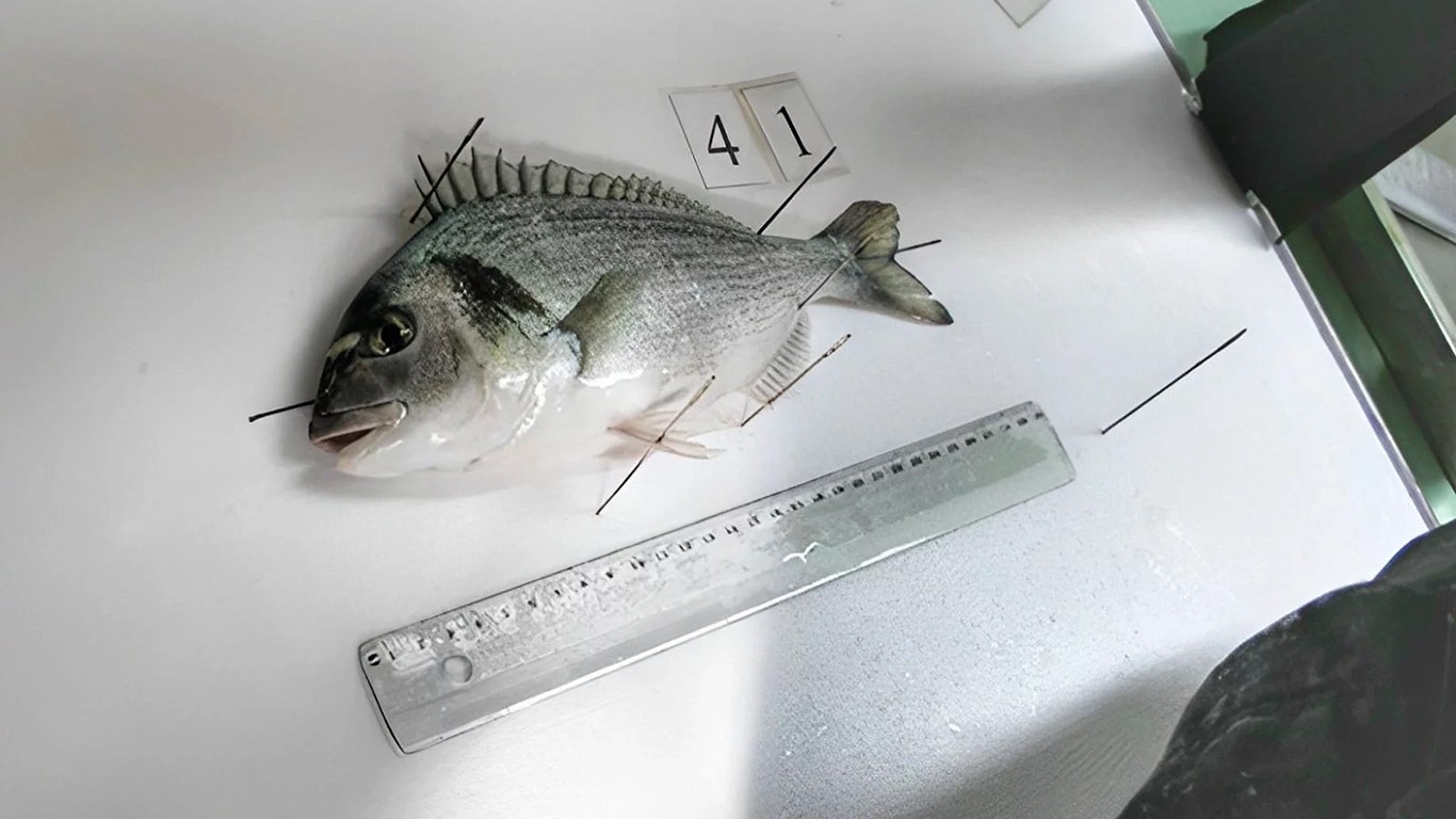 Divlja, ili iz uzgoja?